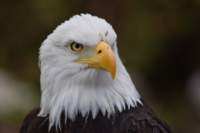 Eagle at Parque de Condor