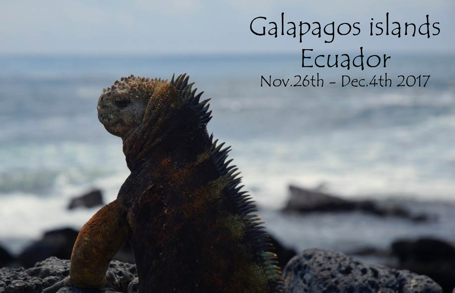 marine iguana on Santa Cruz Galapagos