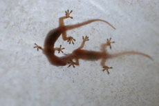 salamander_small.jpg